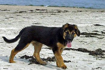 Hund am Strand