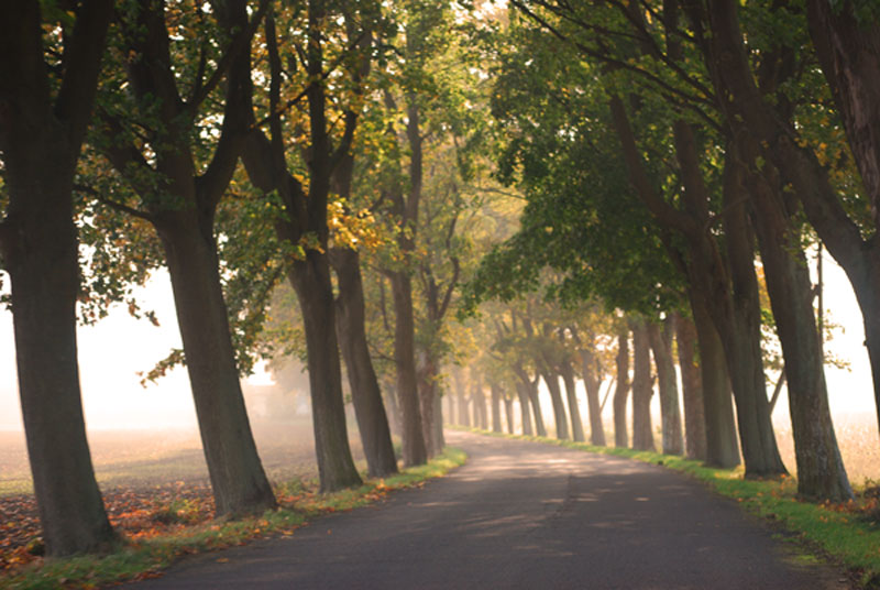 Allee bei Vilnitz