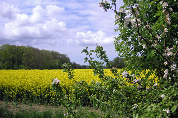 Raps Kirchblüte