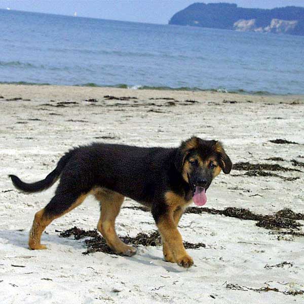 Hund am Strand