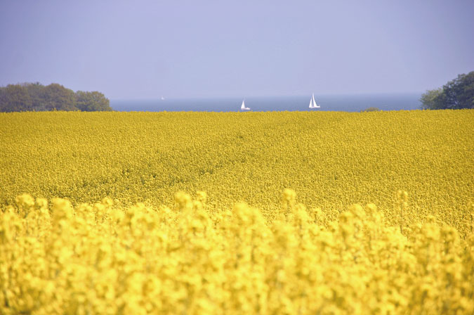 Rapsfeld mit Segelbooten im Hintergrund